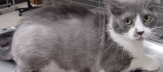 I'm now administrating a high powered vitamin for cats. Is Your Cat Losing Hair What It Could Mean Litter Robot Blog