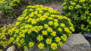 Image result for Euphorbia spissiflora