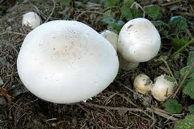 Karbol Champignon Wikipedia