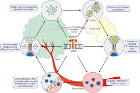 Ca 27.29 is one of several antigens that doctors use as tumor markers for breast cancer. Sting A Master Regulator In The Cancer Immunity Cycle Molecular Cancer Full Text