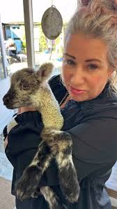 Love this little beauty, and was so grateful for the chance to have a  cuddle today, the dairy farm as really busy and so many people got their  own cute cuddles too, tomorrow I will look forward to ...