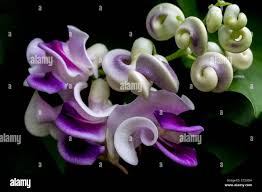Image result for Cochliasanthus caracalla