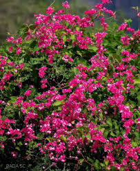 Image result for Bulbostylis hensii