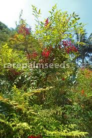 Free shipping on all about me. Nandina Domestica Sacred Bamboo Buy Seeds At Rarepalmseeds Com