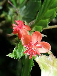 Image result for Begonia bequaertii