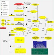 Oral eingenommenes melatonin erscheint 30 minuten später im hirn und sogar in den einzelnen. Update Melatonin Aspekte Der Chronobiologie Der Onkostatischen Und Antioxidativen Wirkung Wehrmedizin Wehrpharmazie