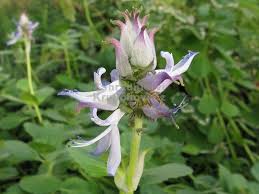 Image result for foto moud Forsterův