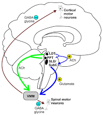 Neurophysiological Aspects of REM Sleep Behavior Disorder (RBD): A  Narrative Review