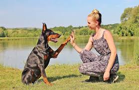 Puppies do not have opposable thumbs, so they use their mouths to manipulate and examine all the objects to calm a puppy's hyper energy, we must stay calm. At What Age Do Dobermans Calm Down Read This First
