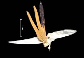 Image result for Phacelurus