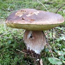 Hmm Was Soll Ich Mit Dir Machen Schwammerl Mit Knodel Cremesuppe Eierspeise Mit Schwammerl Risotto Oder Habt Ihr E Outdoor Decor Bird Bath Stuffed Mushrooms