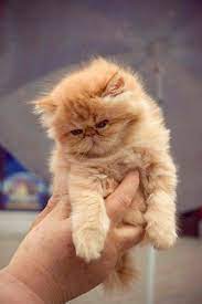 Pin By Tracey Goulding On A Cat Lika Z 1 Cats Cute Cats And Kittens Cute Cats