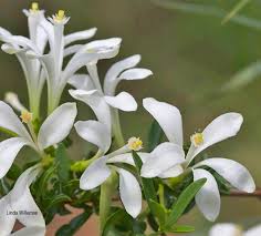 Image result for Turraea obtusifolia