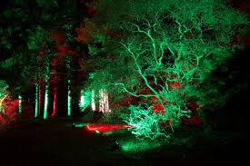 Wallpaper Sunlight Trees Forest Night Red Branch Green Christmas Lights Light Tree Leaf Flower Illumination Darkness Nightshot Nightlights Habitat Christmas Decoration Landscape Lighting Themortonarboretum 5496x3670 632911 Hd