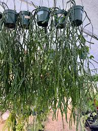 Image result for Huperzia bampsiana