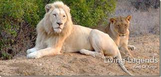 ¿te preguntas cuántos leones africanos quedan en el mundo? Los Leones Blancos De Timbavati En Peligro De Extincion Conciencia Eco