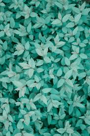 Fondo De Flores Color Escala De Azules Flower Wallpaper Iphone Wallpaper Cute Wallpapers