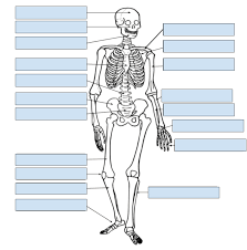 Muscles, tendons, and ligaments run along the surfaces of the feet, allowing the complex movements needed for motion and balance. Skeleton Labeling Anatomy