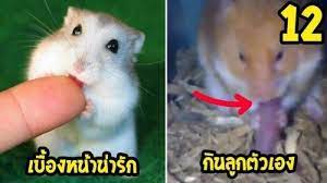 12 อนดบ เปดมมมดของสตวโลกนารก https ift tt 2onfcwx เพ อน