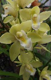 Cymbidium Orchid Delicate Colors And Slight Herbal Scent Cymbidium Orchids Orchids Flowers