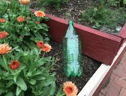 Mar 18, 2010 · after you've made small holes for the water, simply fill the wine bottle all the way, invert it, and push it tightly into the plant soil. Soda Bottle Drip Feeder Junior Master Gardener