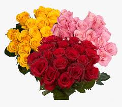 Search for beautiful rose flowers hd in these categories. Beautiful Red And Color Roses Rose Hd Png Download Transparent Png Image Pngitem
