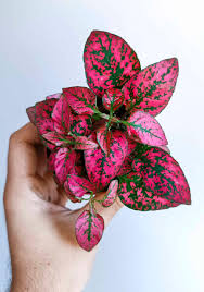 Image result for Hypoestes