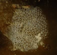 Image result for Isoglossa membranacea