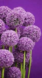 Allium Purple Flowers Beautiful Flowers Flowers