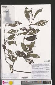 Image result for Psychotria ealaensis