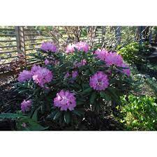 Many people think of them as entirely different plants, but they both belong to. Jc Raulston Arboretum Photographs Of Southgate Brandi Rhododendron