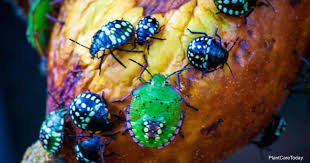 To get rid of stink bugs, make a natural pesticide by combining 2 cups of water with 4 teaspoons of garlic powder. How To Get Rid Of Stink Bugs In The Garden