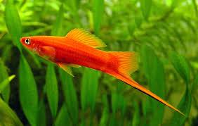 Atau ingin tahu model aquarium air tawar dan cara menghias aquarium murah? Senarai Jenis Ikan Hiasan Air Tawar Untuk Aquarium Beginner Some Bullet For Your Head