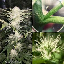 Most people grow cannabis for the potent buds. Sexing Cannabis How To Tell If Your Plant Is Male Or Female
