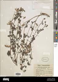 Image result for Crotalaria lotoides