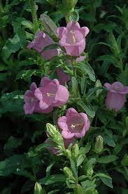 Champion Pink Canterbury Bells Campanula Champion Pink At Shelmerdine Garden Center Campanula Garden Center Plants