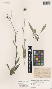 Image result for Thesium wilczekianum