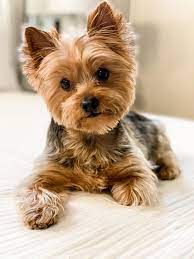 Pin On Yorkie Haircuts