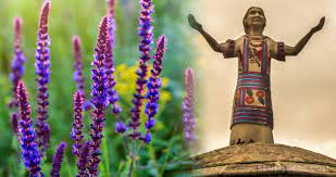Home gallery favourites posts shop about. Salvia Divinorum 101 Use Effects History Science Sensi Seeds