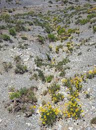 Image result for Tetracera bussei