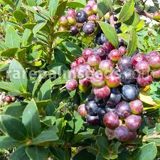 Image result for Vaccinium