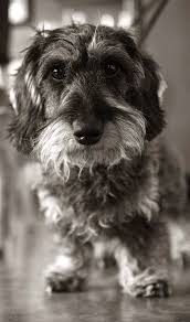 Black And White Dachshund Mix Dog Training Singapore Every Dog Breed Dachshund Dog Wire Haired Dachshund