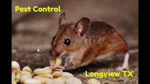 Maybe you would like to learn more about one of these? Pest Control Services Longview Tx The Bug S End