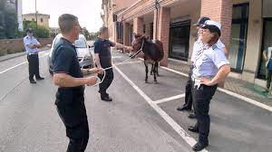 San severino marche sei tu. San Severino C E Un Mulo In Strada Intervengono I Vigili Urbani Cronaca Ilrestodelcarlino It