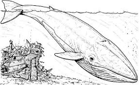 Blue whale coloring page | free printable coloring pages. 25 Best Blue Whale Coloring Pages Ideas Whale Coloring Pages Blue Whale Coloring Pages