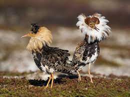 Share this videos to all to take part in this important day. Norway Is Home To The Most Regal Ruff A Small Bird That Looks Like A Tiny Queen Elizabeth I Norway Pretty Birds Ruff