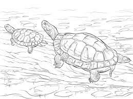 After purchasing you will receive digital coloring pages youll get: Two Painted Turtles Coloring Page Free Printable Coloring Pages Turtle Sketch Turtle Drawing Turtle Coloring Pages