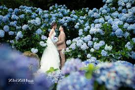 季節限定ig打卡景點繡球花婚紗 wedding dresses wedding dresses