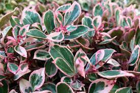 Boxberry, deerberry, ground berry, spiceberry, wintergreen. Looking Ahead To Early 2020 Arrivals Arlington Times
