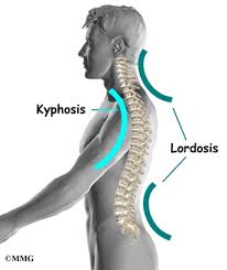 Come back into right main bronchus. Thoracic Spine Anatomy Orthogate